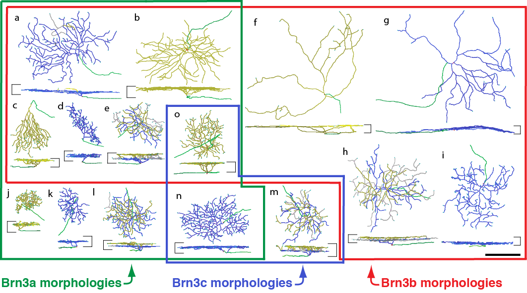 Dendrite Morphologies of RGCs expressing Brn3 transcription factors