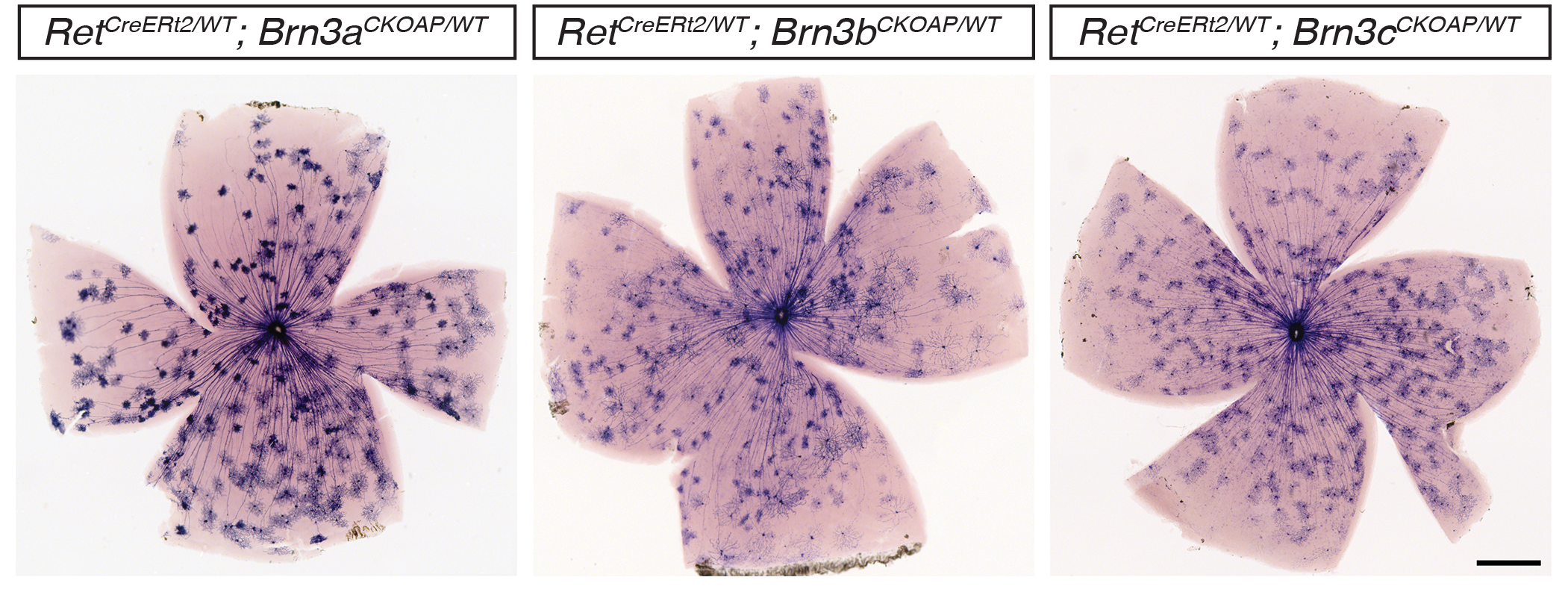 RGC types expressing cRet in combination with Brn3 transcription factors
