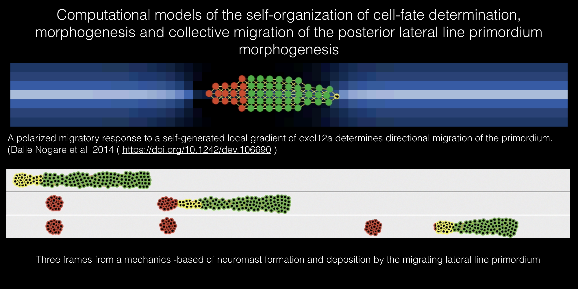 Screen shots from Netlogo agent-based models of primordium migration and morphogenesis