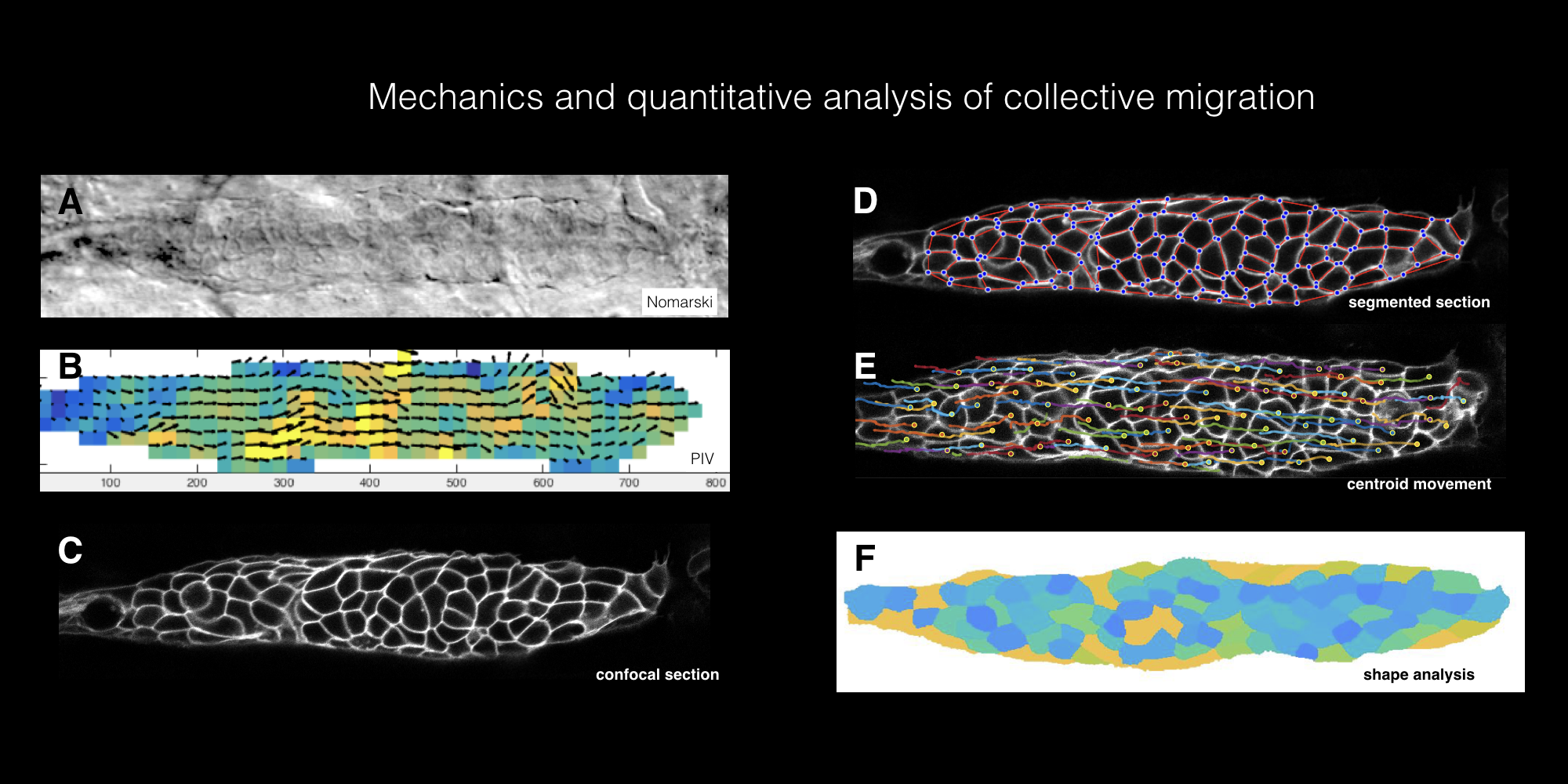 Analysis of primordium images to understand mechanics of migration. A. Normarski image. B. PIV analysis. C. Confocal slice. D. Segmentation analysis to identify nodes at cell edges. E. Movement analysis based on centroids.