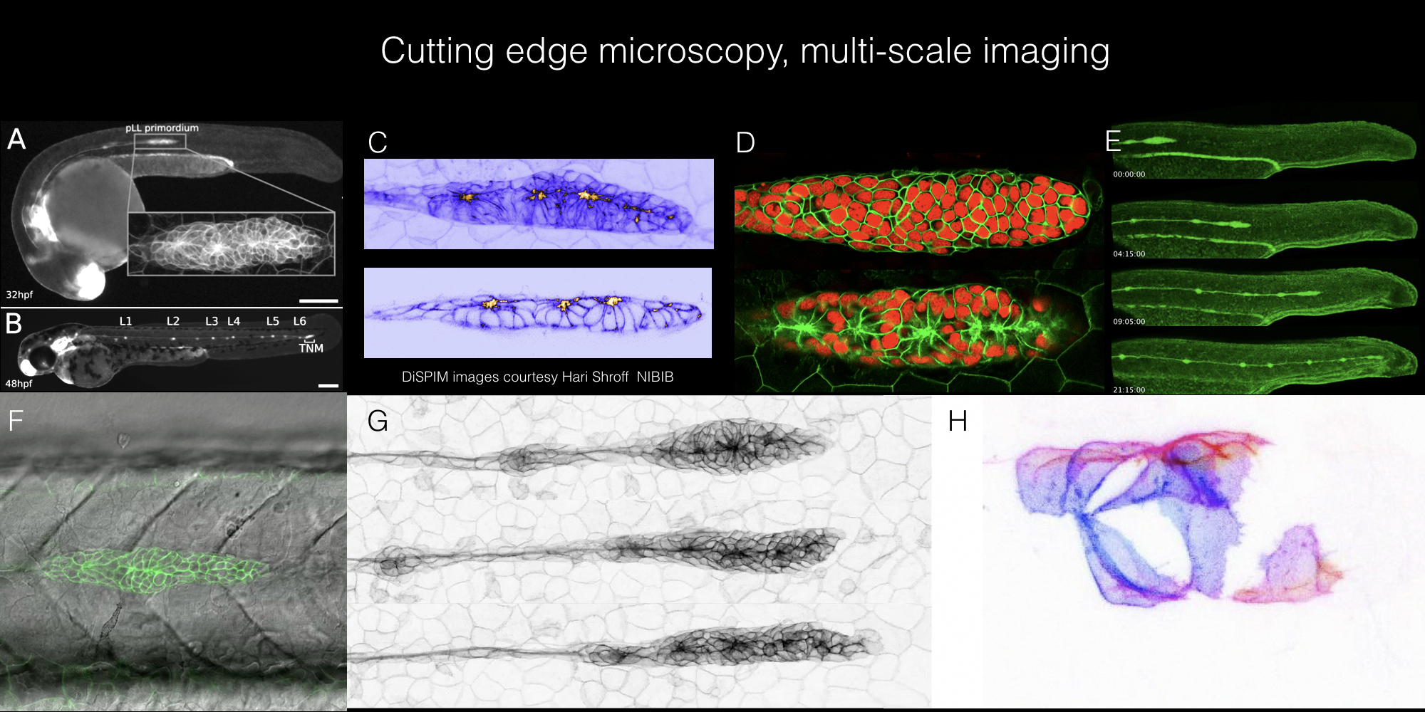 Examples of Cutting microscopy at different scales. A. primordium at 32 hpf. B. deposited neuromasts at 48 hpf. C. Di SPIM images. E Confocal slices with nuclei and membranes. F. Fluorescent primordium on somites. G. Sequential frames from  time lapse  movie. H. Depth coded confocal slices showing isolated primordium cells.