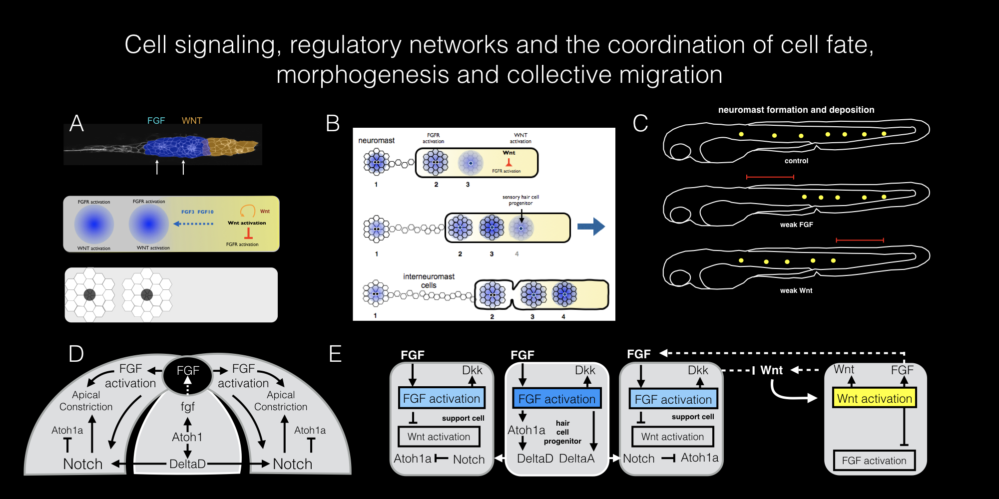 Schematics of regulatory networks. A. Basic Wnt FGF regulatory network. B. Sequential formation and deposition of neuromasts. C. Changes in deposition pattern following changes in Wnt and FGF signaling. D. Regulatory network in epithelial rosettes. E. Regulatory network that specifies sensory hair cell progenitor.