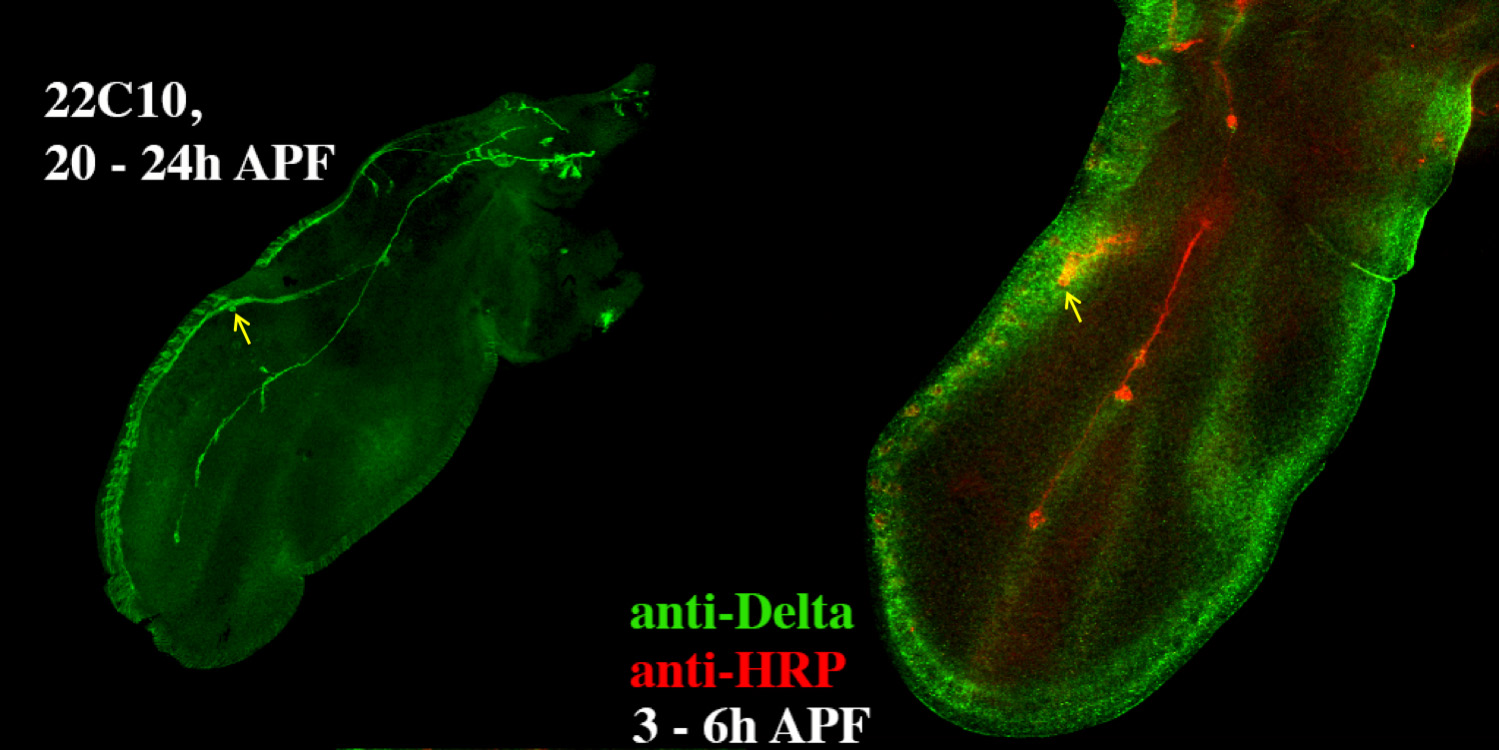 DEvelopment of TSM1 neuron in the Drosophila wing.