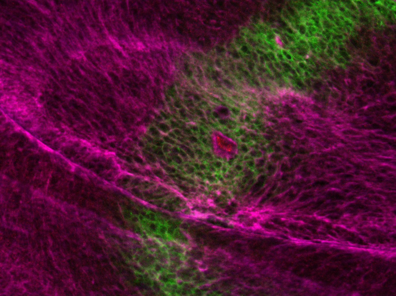 A single labelled cell of the wing margin (red) grows within a stripe of tissue that defines the anterior/posterior border of the wing