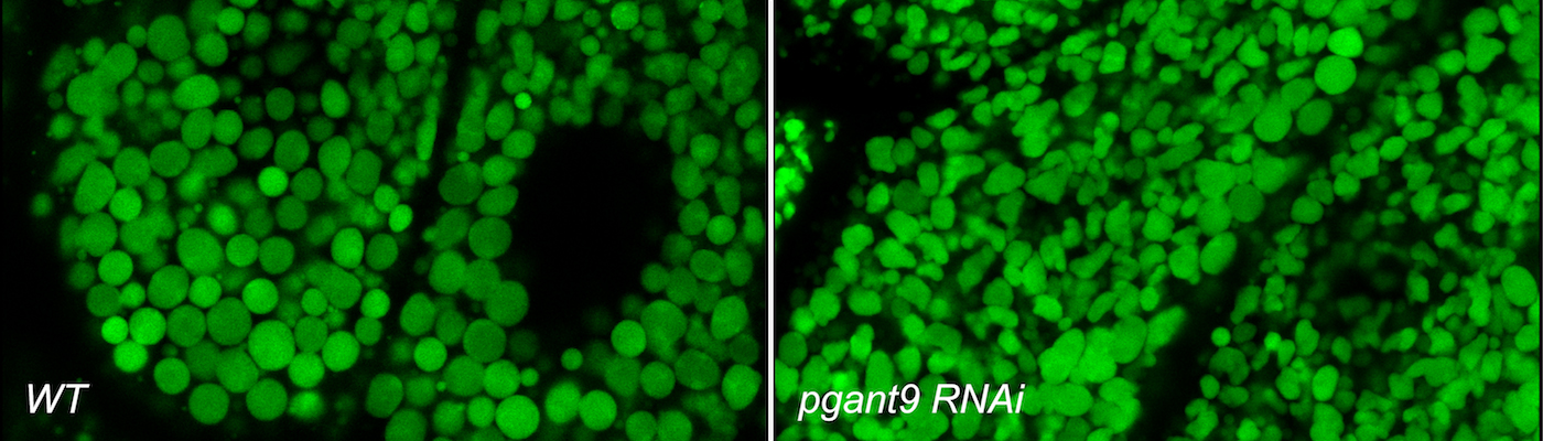 Loss of the glycosyltransferase PGANT9 results in aberrant secretory granule morphology.