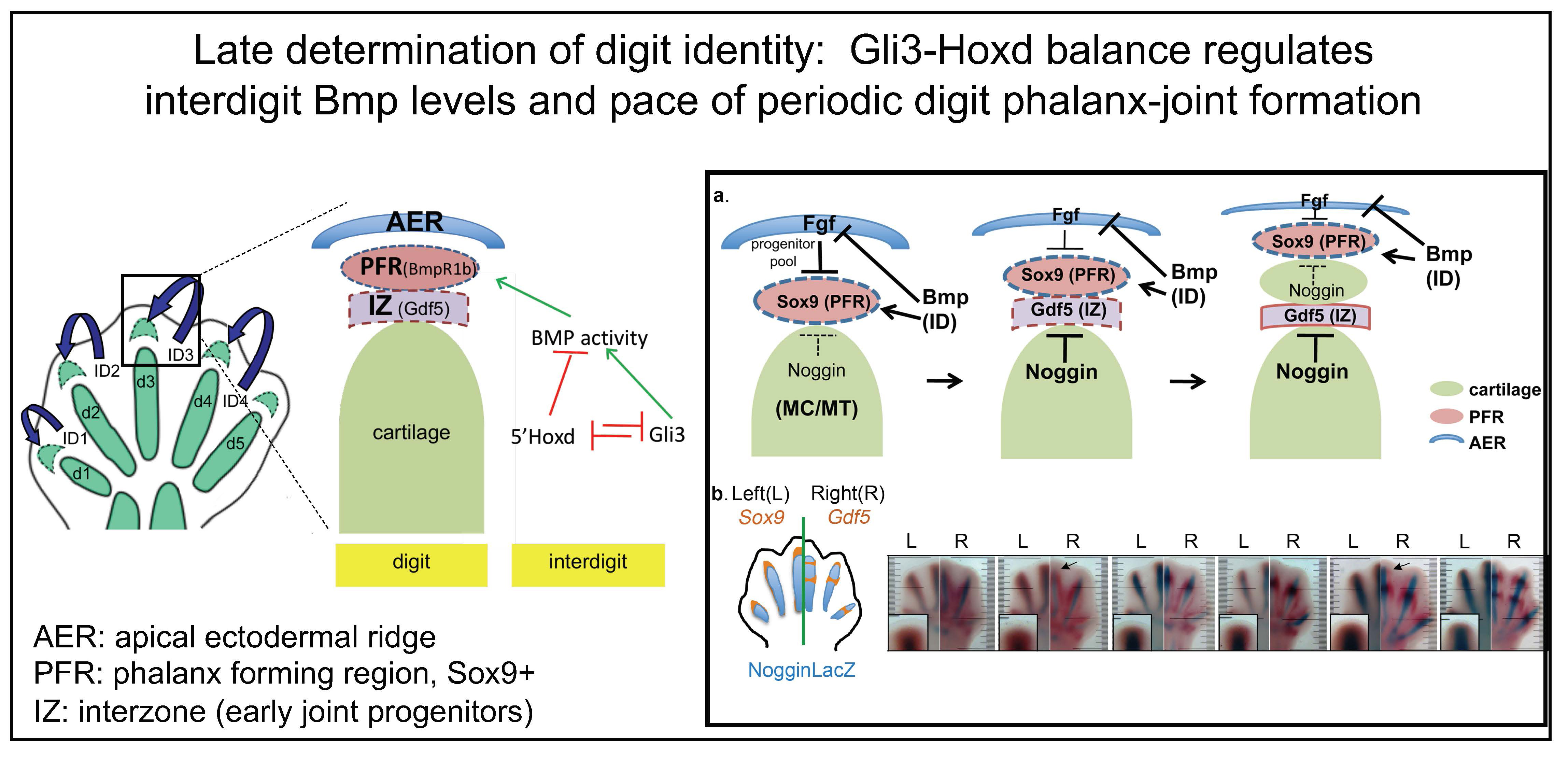 Model for Gli3-Hoxd role in digit identity