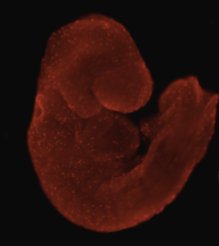 Mouse Embryo at embryonic day 9