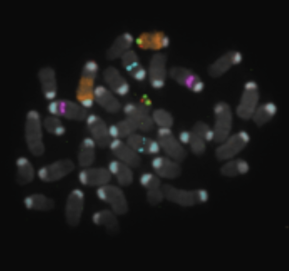 Metaphase spreads of mouse cells
