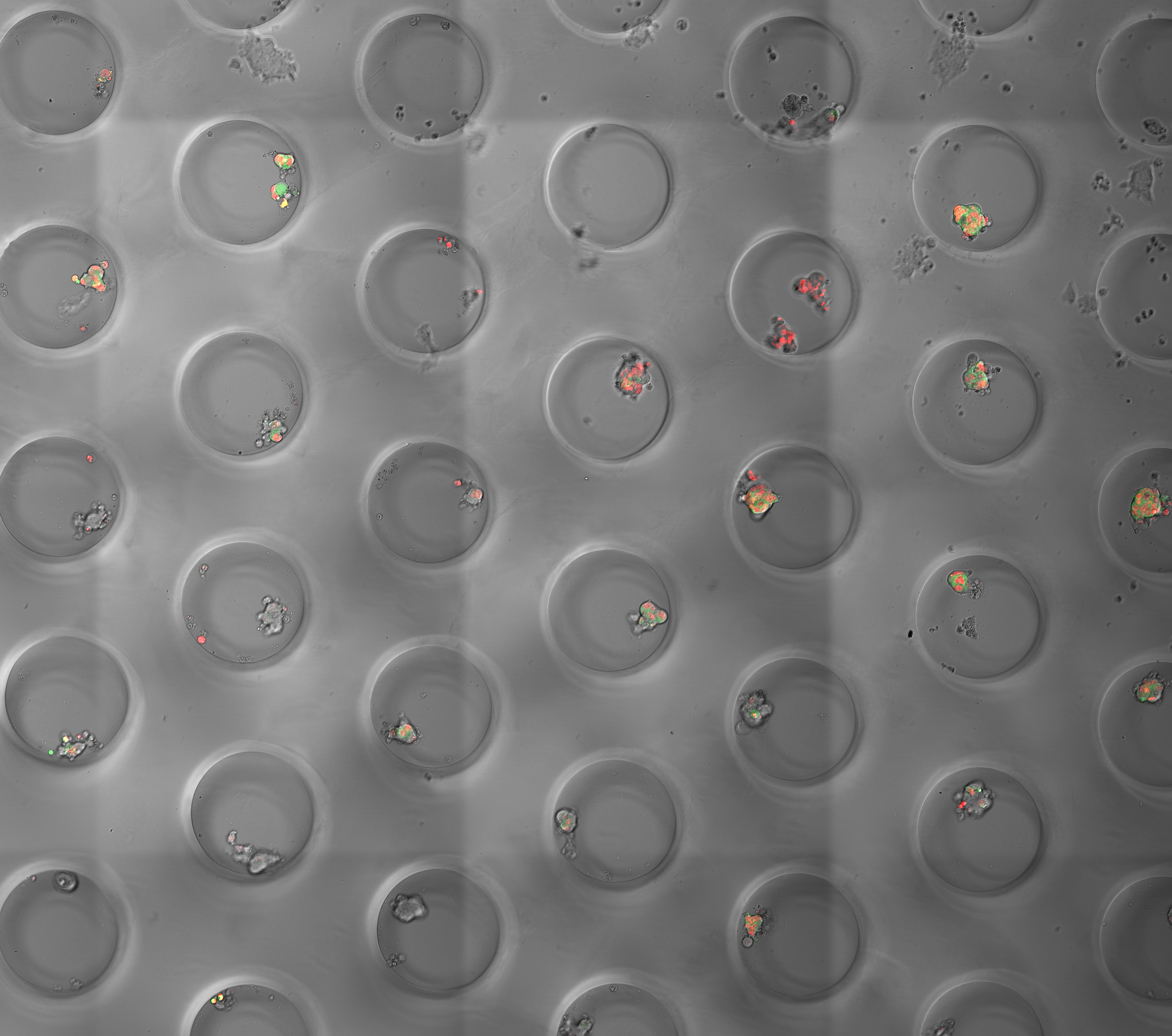 Agarose MicroWell Array filled with Mouse Embryonic Stem Cells growing in 3D conditions