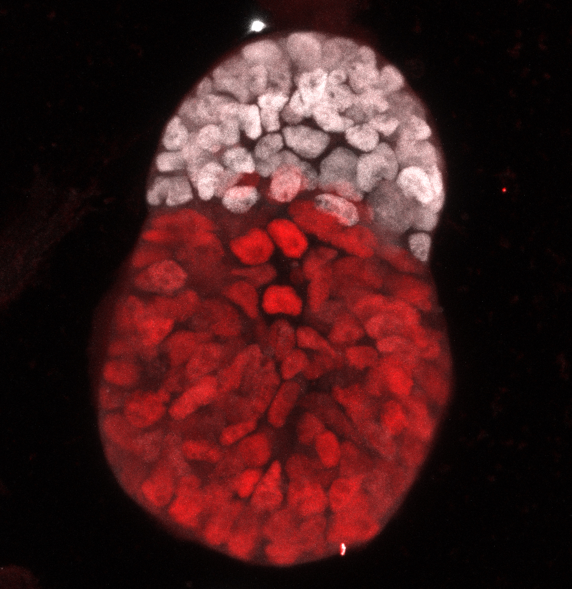 Synthetic Mouse Embryo made out of mouse embryonic and trophoblast stem cells