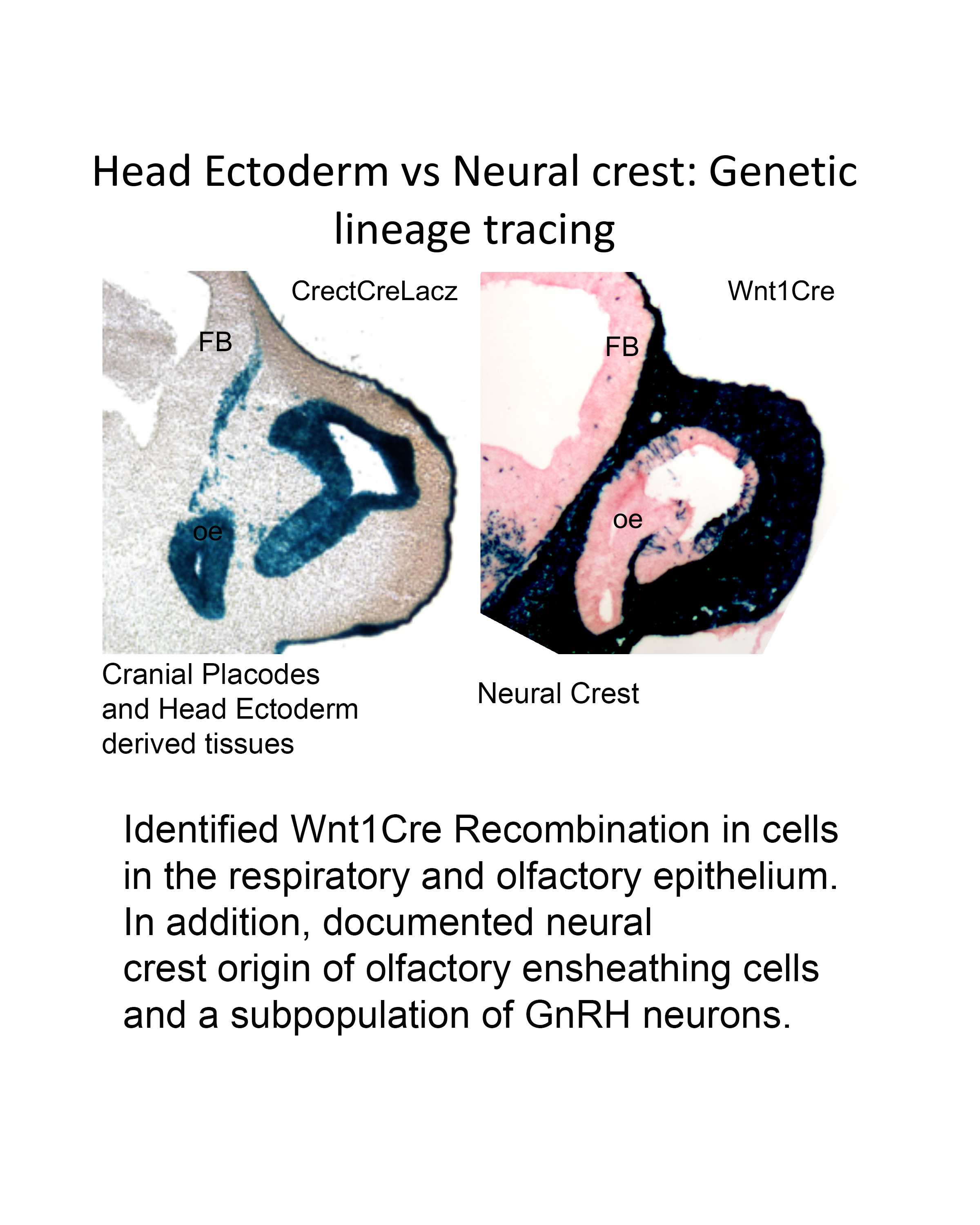 Neural Crest Contribution to olfactory placode