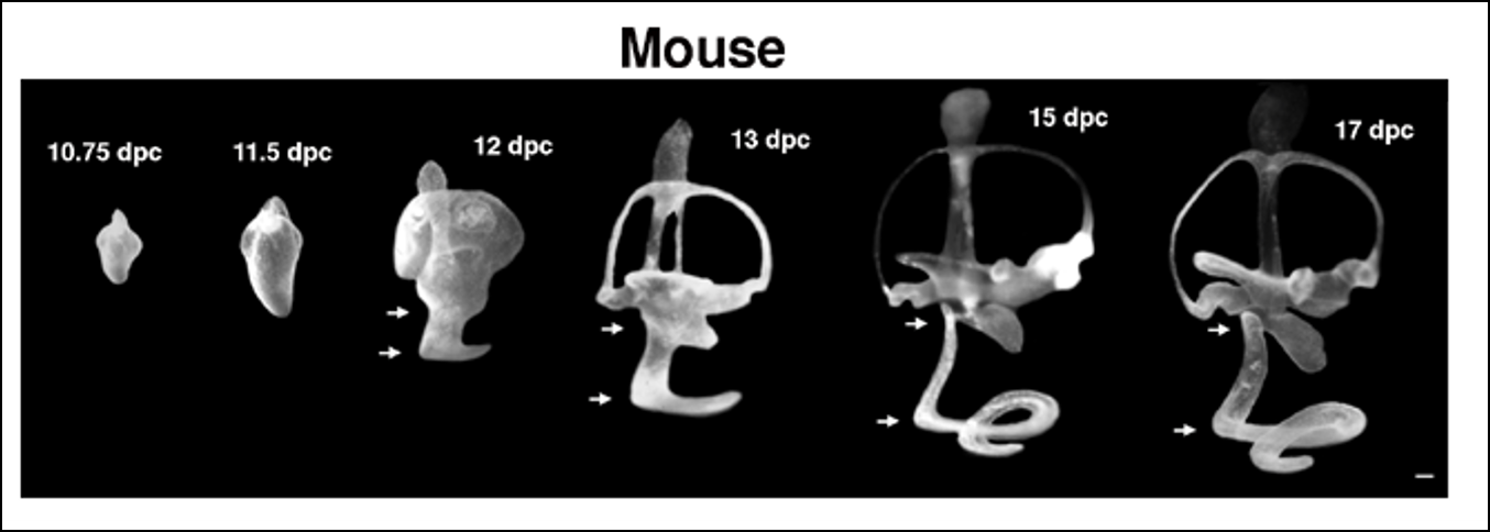 Morphogenesis of the mouse inner ear from embryonic day 10.75 to 17.