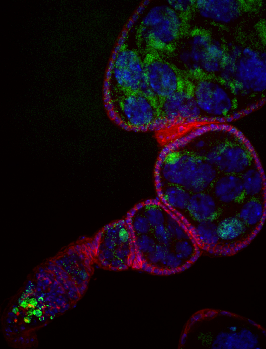 mtDNA replication in ovary illustrated by EdU incorporation in green fluorescence