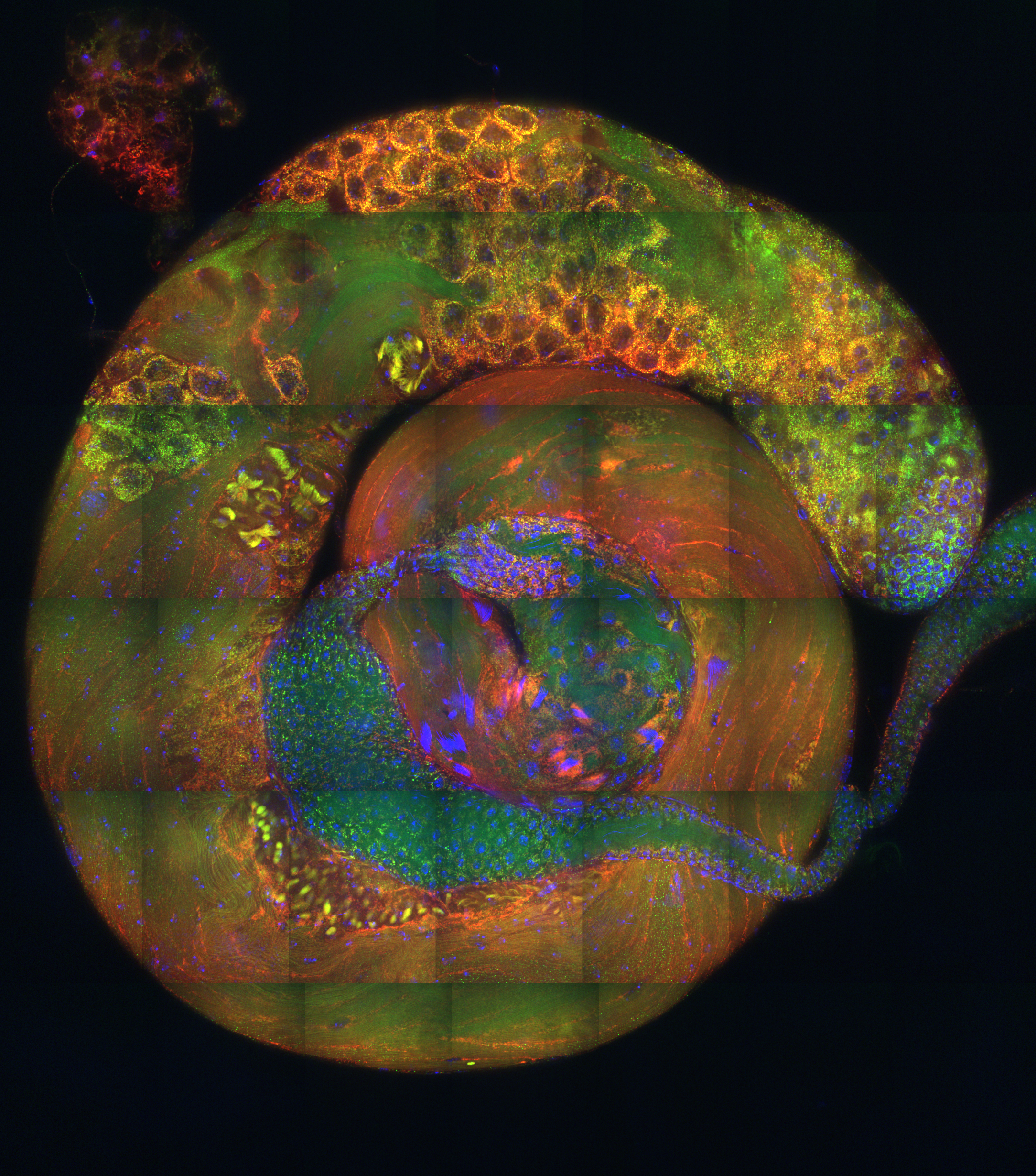 mitochondria (red) and mtDNA (green) in fly testis