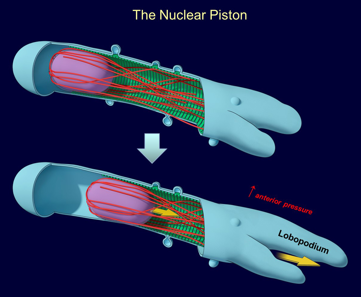 christmas party lab wing photoThe nuclear piston mode of cell migration. The nucleus is pulled forward by myosin II contractility, which increases pressure in the anterior of the cell and induces protrusion of a blunt cellular process termed the lobopodium; the pressure also produces small blebs in the plasma membrane
